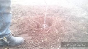 Посадка яблони однолетним саженцем с открытой корневой.