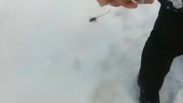 Очень огромный ротан!!! смотреть онлайн