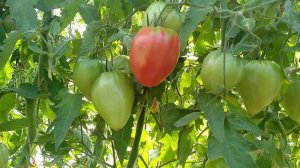 ? томат-сорт Знаменитая клубника МИСиС Ш?лаубаух