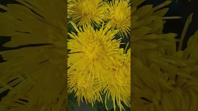 Yellow-lemon chrysanthemum? Жёлто-лимонная хризантема игольчатая?#shorts #цветы