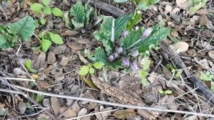 Как Мандрагора цветет.Mandrake is blooming.