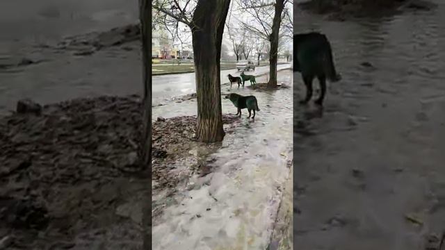 нелюди покрасили собак в зелёнку