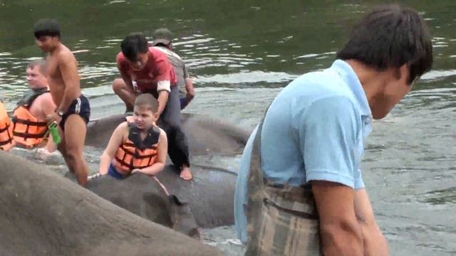 Купание слонов смотреть онлайн
