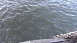 Рыбалка на ельца хороший клев | Как настроить снасть на ловлю ельца