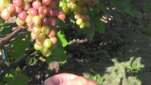 @Виноград 2018  Виноград Прометей в Полтаве