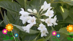Вейгела цветущая Кандида. Краткий обзор, описание характеристик weigela florida Candida