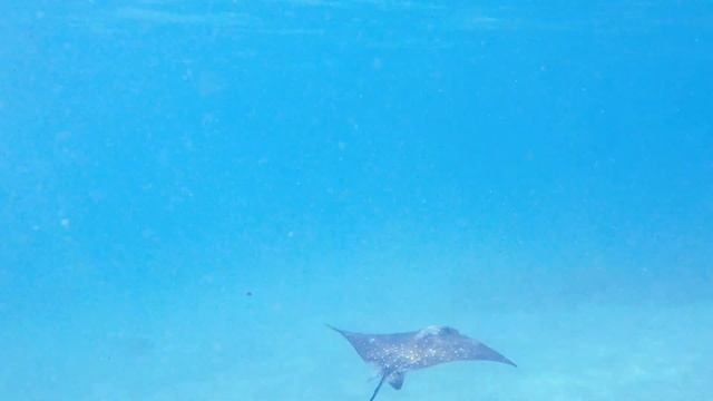 Eagle Ray, Anse Takamaka