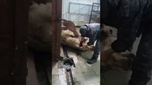 Быки режут