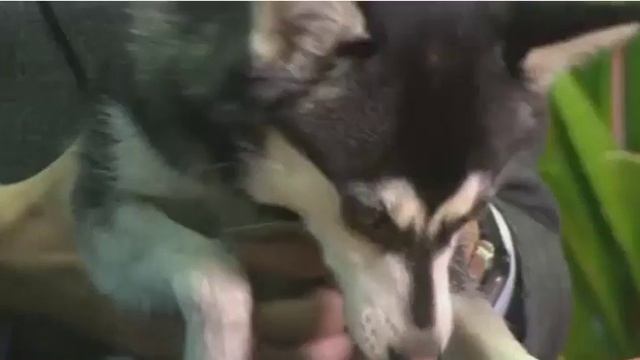 Аляскинский Кли Кай Арья в эфире Первого канала | Питомник Аляскинских Кли Каев "Song of Ice" смотреть онлайн