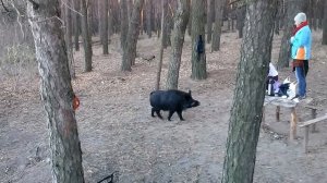 Встреча в лесу с кабаном