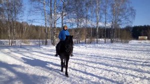 Конь бьет задом, что такое козел, что делать, если лошадь козлит / Дивные Кони