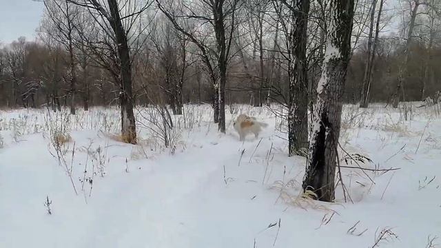 Прогулка в снежном лесу с русскими борзыми. Отчёт с выставки. Пару слов о родословных  борзых.