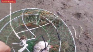 ОСЕННИЙ ЖОР РАКОВ,ЛОВЛЯ КРУПНОГО РАКА НА РАКОЛОВКИ,РАКИ 2021