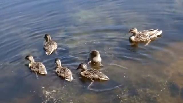 плавающие утки смотреть онлайн