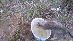 Кот ворует рыбу [cat steals fish and nod afraid of water]