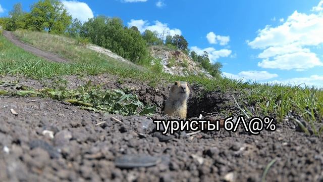 Злобный суслик