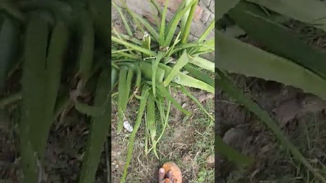 Aloe Vera/Producing pups/ Must watch