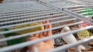 Как приручить взрослого попугая?!