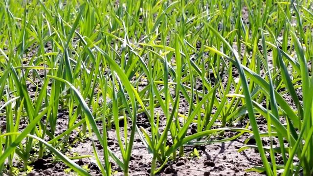 Когда сажать ОЗИМЫЙ ЧЕСНОК в сентябре, октябре, ноябре 2023. ЛУЧШИЕ ДНИ по лунному календарю смотреть онлайн