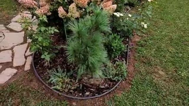 Обзор сада. Мои миксбордеры. Хвойные, розы, почвопокровные растения. Самые простые дорожки в саду.