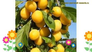Алыча гибридная Злато Скифов. Краткий обзор, описание характеристик prunus cerasifera Zlato Skifov
