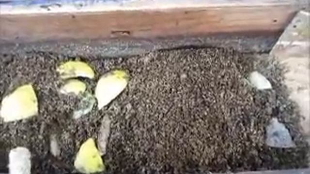 How to set up and run a black soldier fly larvae bin смотреть онлайн