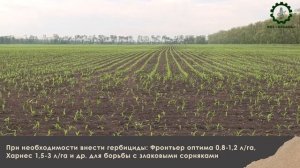 Технология возделывания кукурузы, часть 1