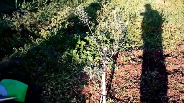 электро культиватор Lidl kultivator garden FGH 710 A1 часть 2 смотреть онлайн