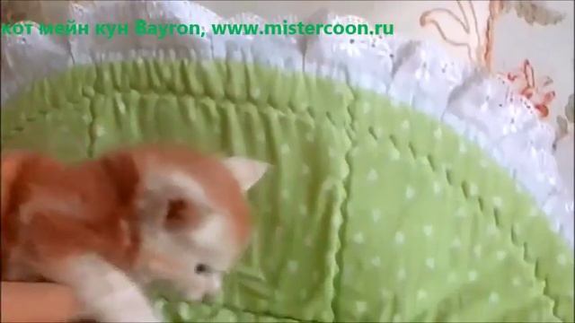 Мейн кун котёнок рыжий. Байрон. Питомник кошек мейн кун_MisterCoon