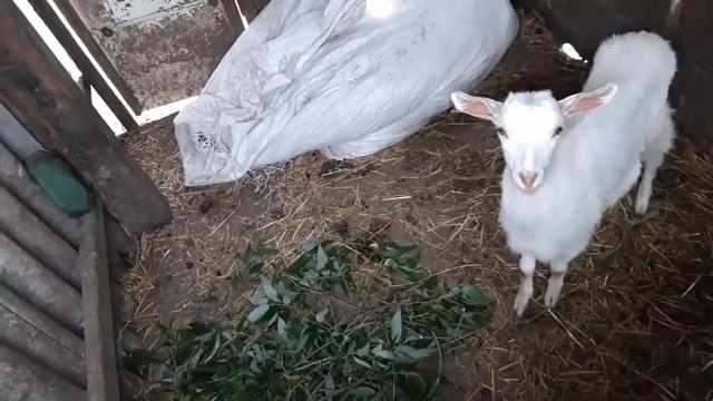 Отдали козу в хорошие руки