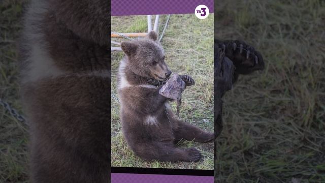 Куда злоумышленники увезли медвежонка НА САМОМ ДЕЛЕ? #shorts