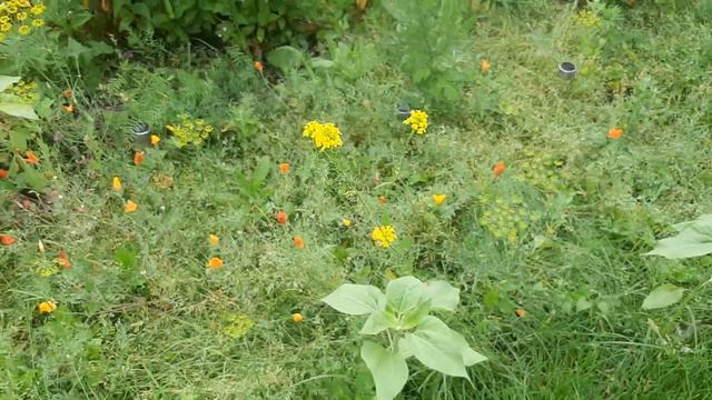 Июльское утро на даче😊 смотреть онлайн