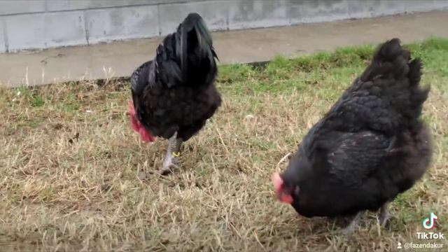 Австралорп | мясояичная порода кур | птицеводство смотреть онлайн