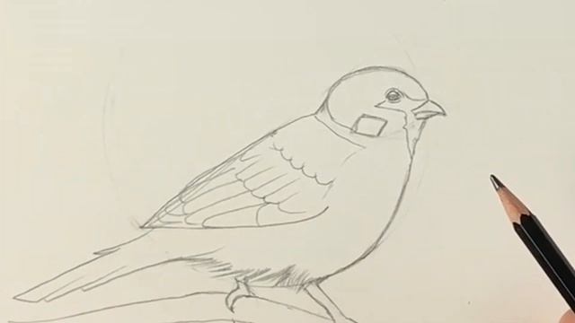 How to draw a sparrow sitting on a branch step by step смотреть онлайн