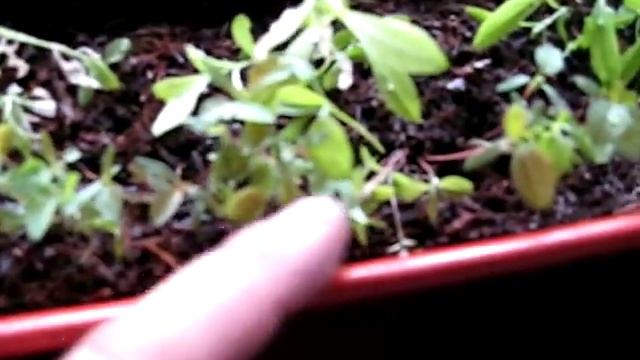 Венерина мухоловка.семена китай. Обман