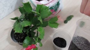 #декабристы#шлюмбергеры Декабрист укоренение черенков на все сто процентов