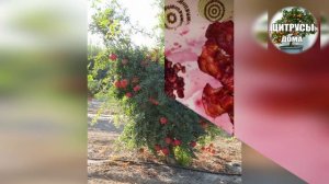 Гранат из косточки Какой гранат для выращивания дома