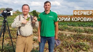 Овощеводство открытого грунта. Фермер Юрий Коровин, Калининградская область