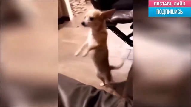 Собак прямоходящий! смотреть онлайн