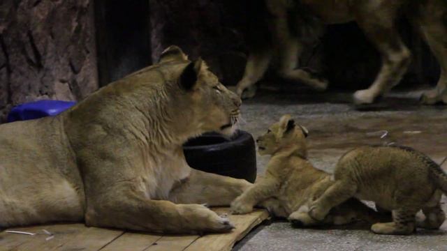 В Екатеринбургском зоопарке родились трое львят смотреть онлайн