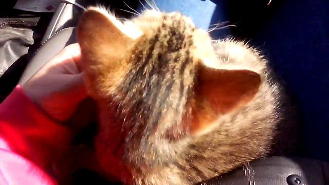 Котёнок едет к Папе Жешу! смотреть онлайн