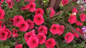 What are Perennial and Annual Plants