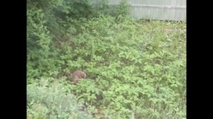 Как заяц не ест капусту