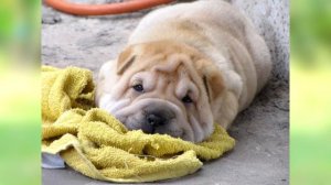 Чем кормить шарпея и щенков! Что делать при аллергии!