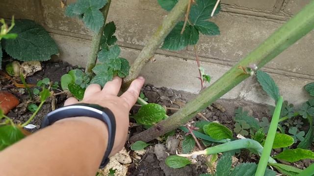 #ОлькинСад - Ежевика садовая гладкая (без колючек) смотреть онлайн