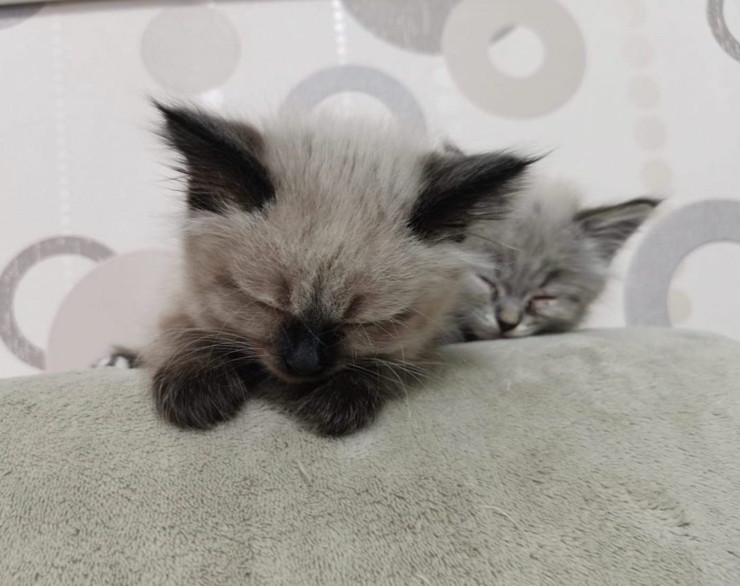Котята.
