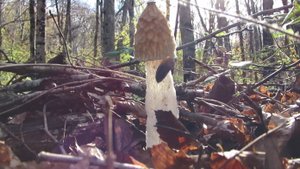 За грибами в Афонку