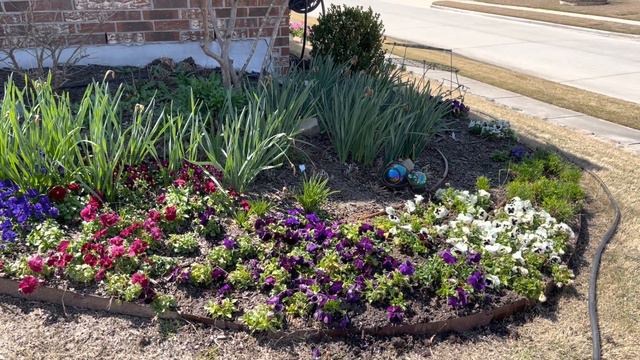 Proven Winners Supertunias 🌺🌺🌺 || Transplanting Annuals || Petunia Plant Care || Petunias