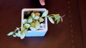 Hoya Heuschkeliana Variegata 01 Part 01 | Plant Vlog 250