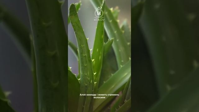 ШУКАЄТЕ ІДЕАЛЬНИЙ ДОГЛЯД ДЛЯ ВОЛОССЯ НА ЩОДЕНЬ? смотреть онлайн